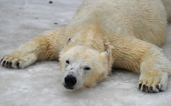Polar bears in Moscow Zoo
