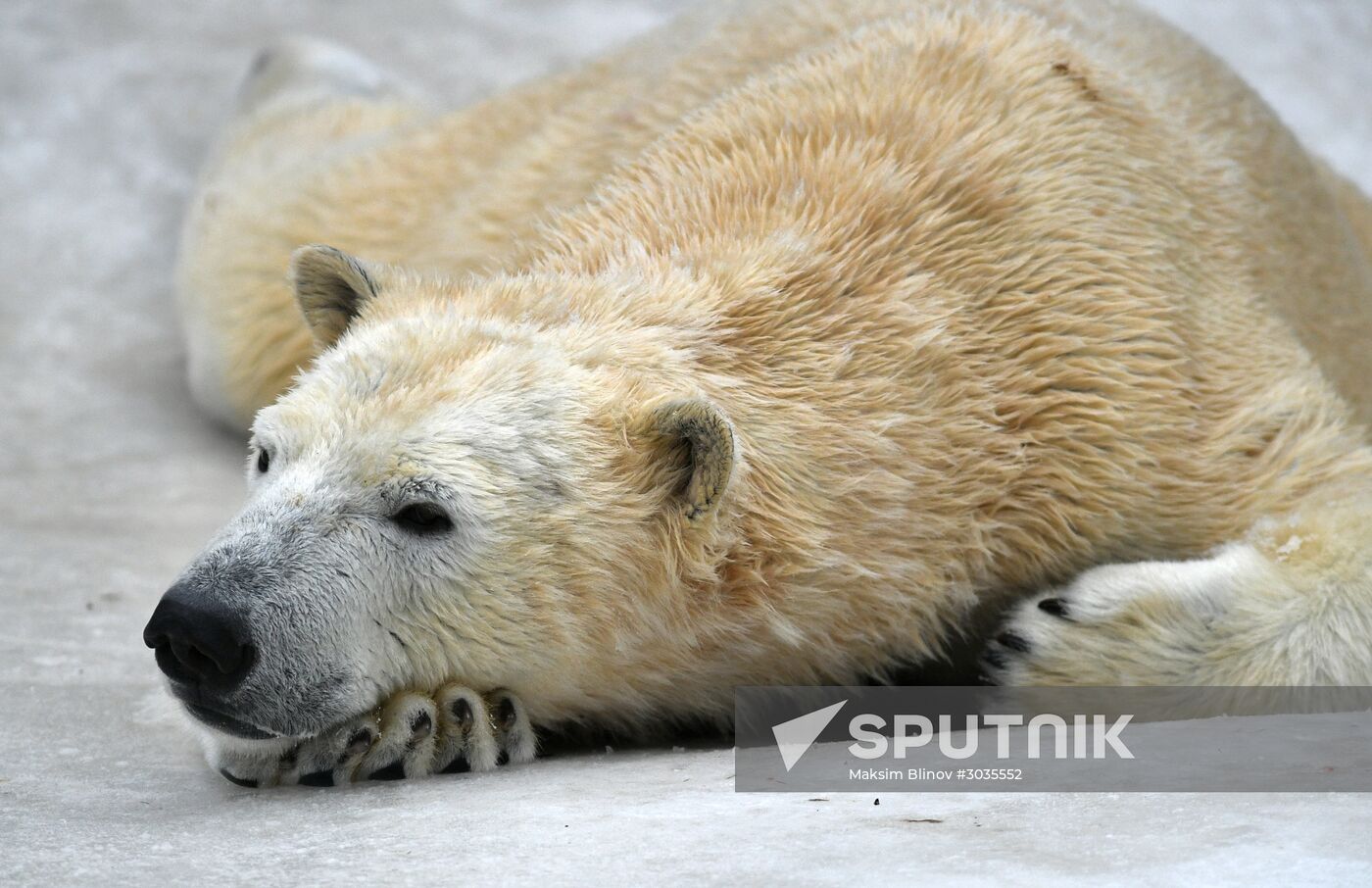 Polar bears in Moscow Zoo