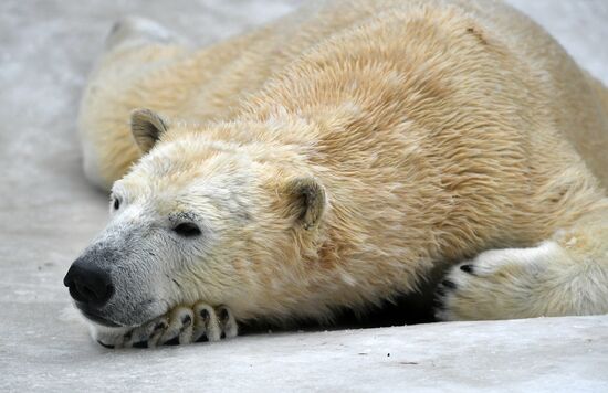 Polar bears in Moscow Zoo