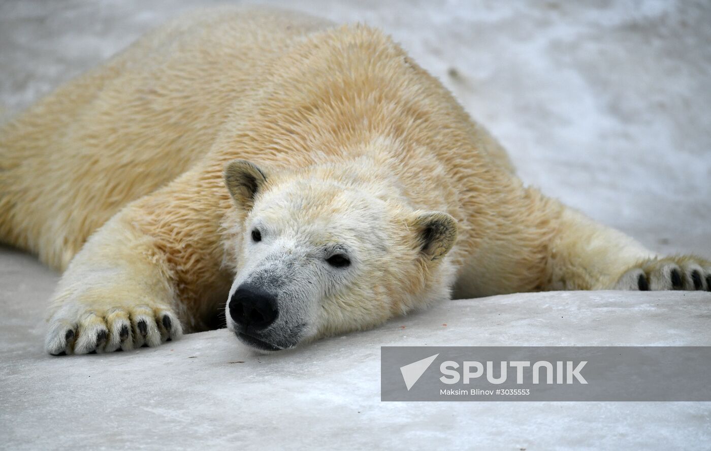 Polar bears in Moscow Zoo