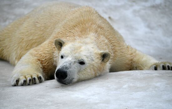 Polar bears in Moscow Zoo