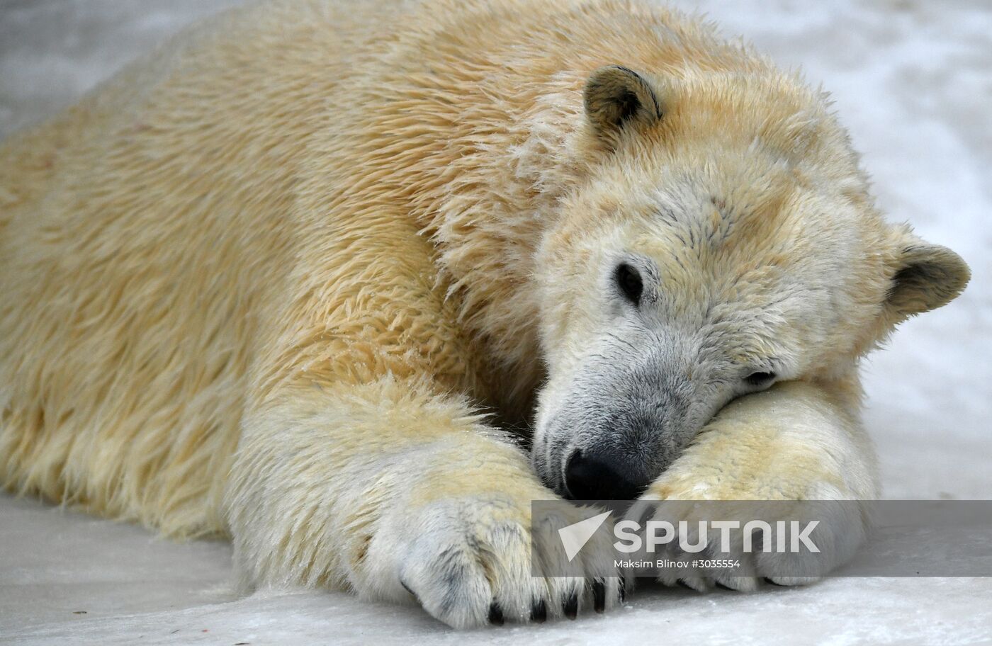 Polar bears in Moscow Zoo