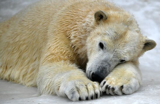 Polar bears in Moscow Zoo
