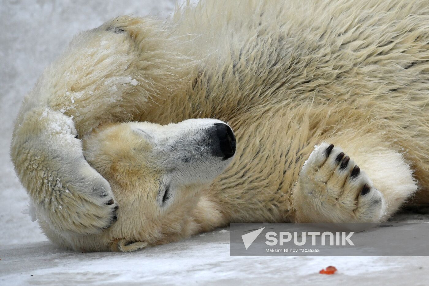 Polar bears in Moscow Zoo