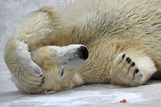 Polar bears in Moscow Zoo