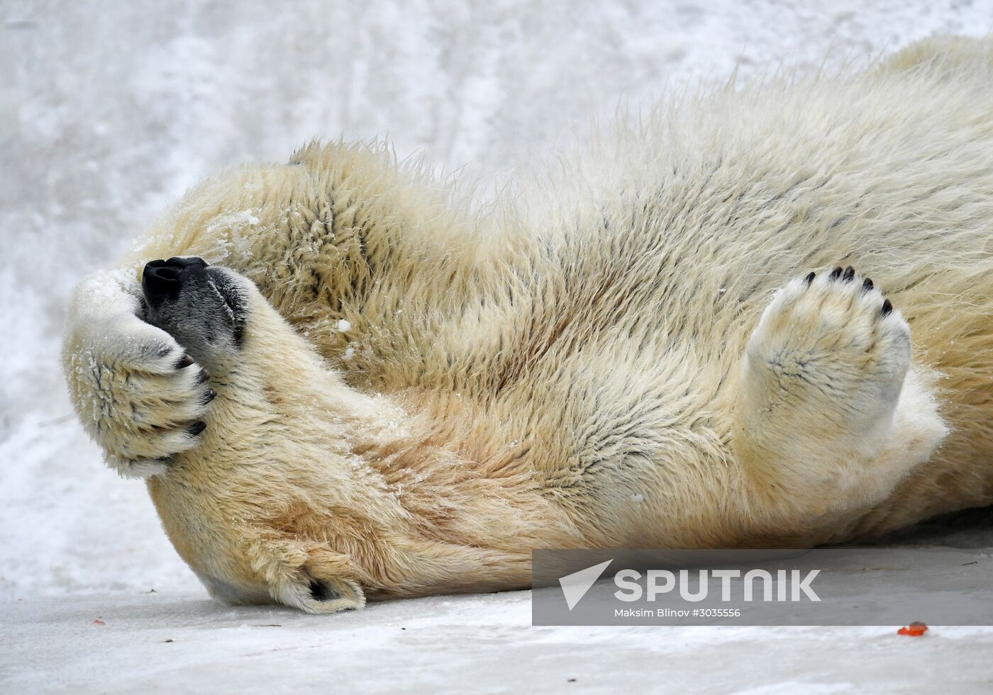 Polar bears in Moscow Zoo