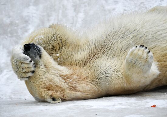 Polar bears in Moscow Zoo