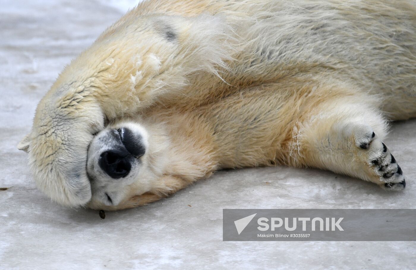 Polar bears in Moscow Zoo
