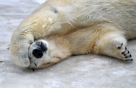 Polar bears in Moscow Zoo