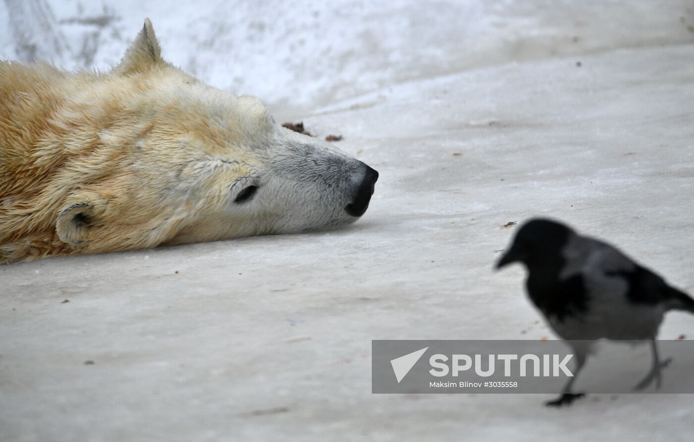 Polar bears in Moscow Zoo