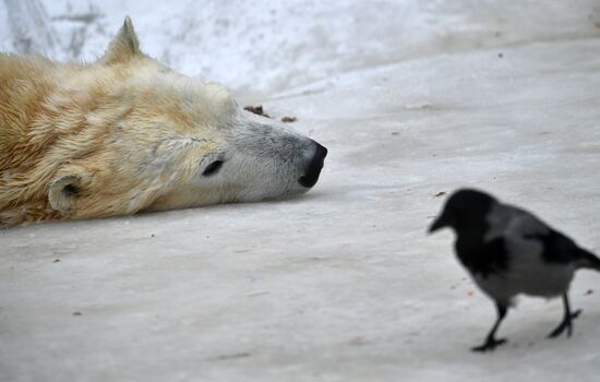 Polar bears in Moscow Zoo