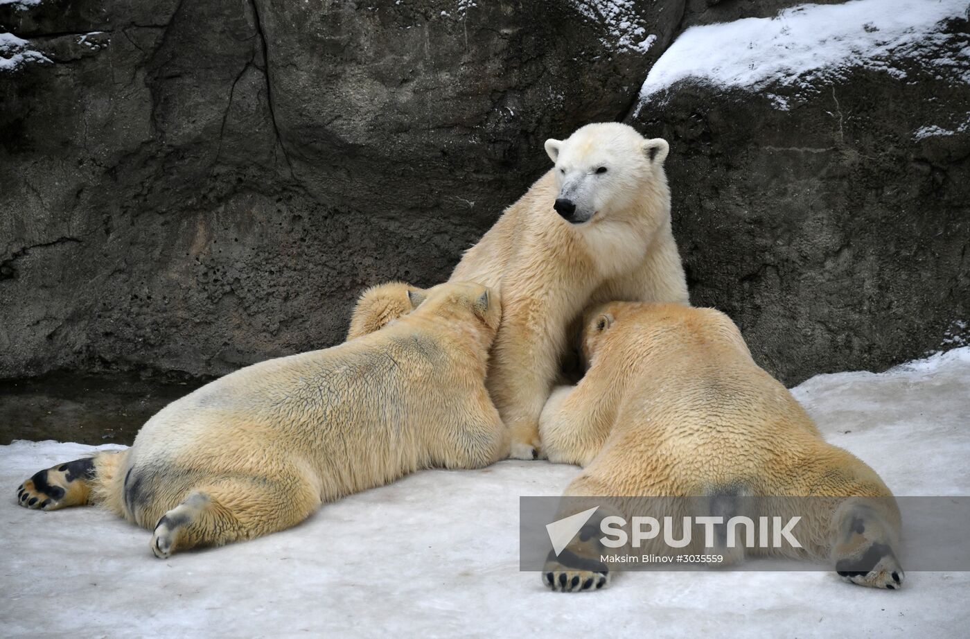 Polar bears in Moscow Zoo