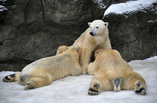 Polar bears in Moscow Zoo