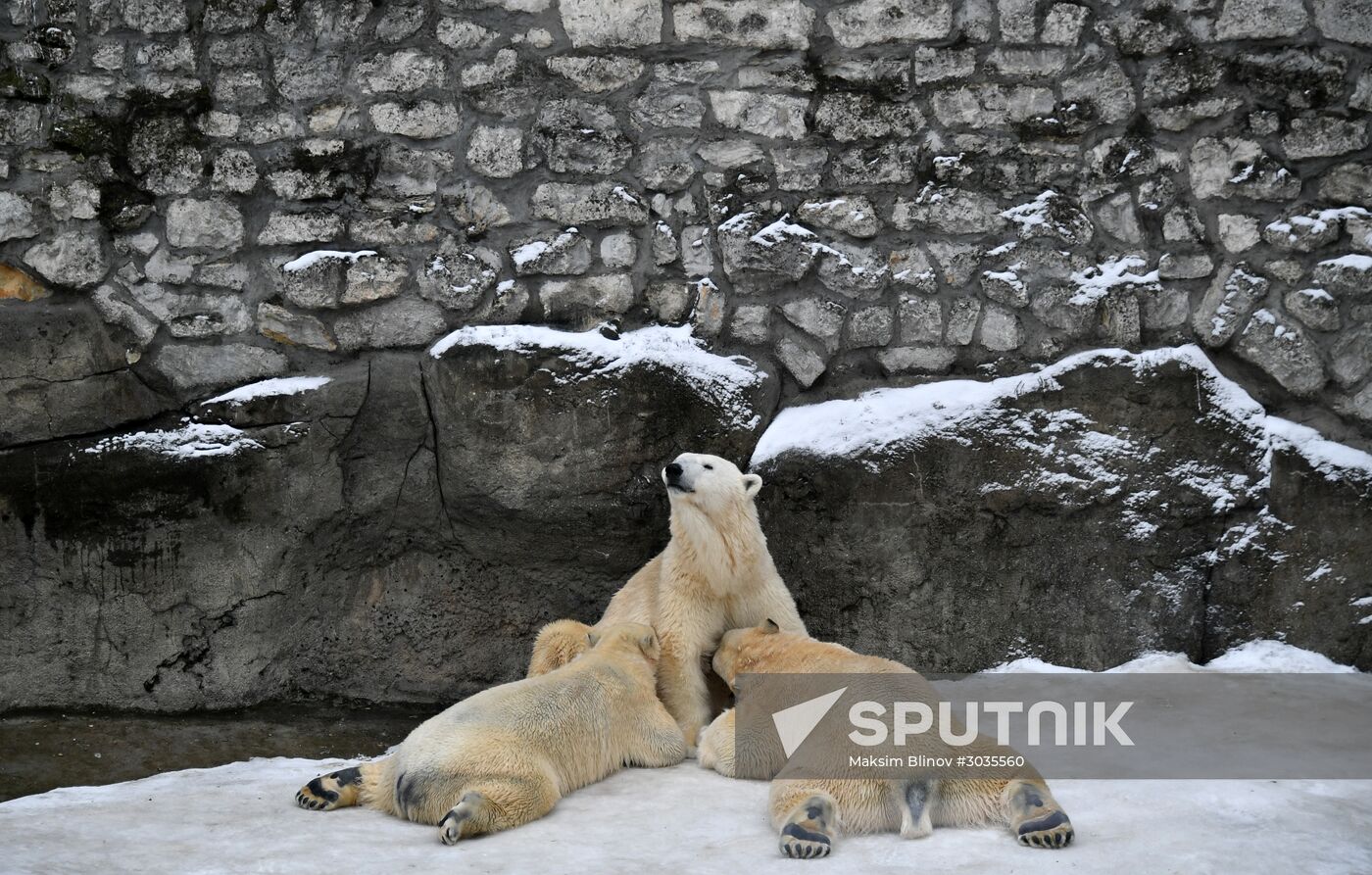 Polar bears in Moscow Zoo