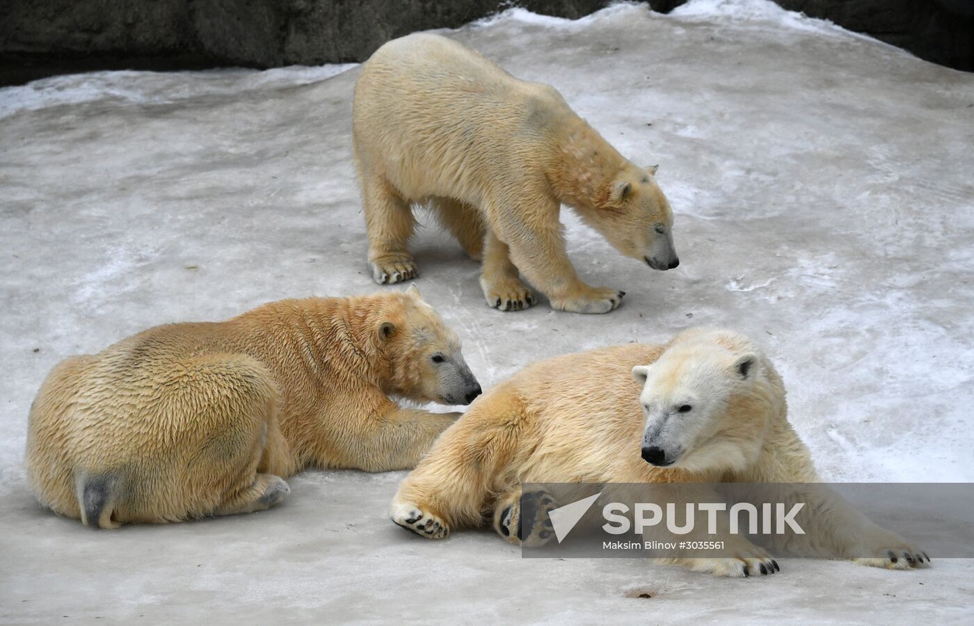 Polar bears in Moscow Zoo
