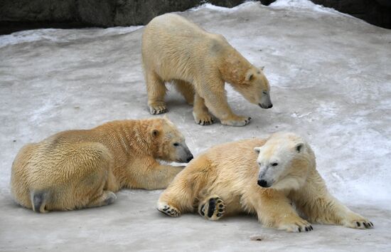 Polar bears in Moscow Zoo