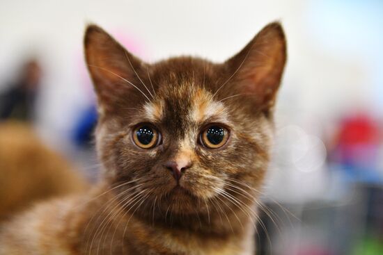 Cat-Salon-February cat show