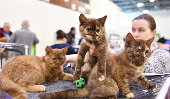 Cat-Salon-February cat show