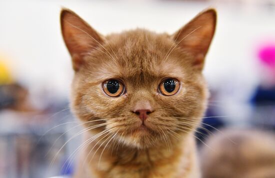 Cat-Salon-February cat show