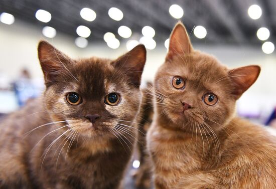 Cat-Salon-February cat show