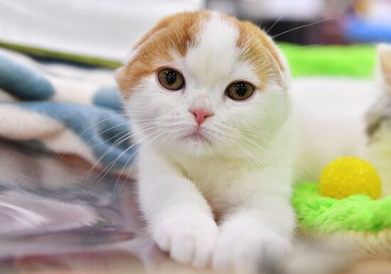 Cat-Salon-February cat show
