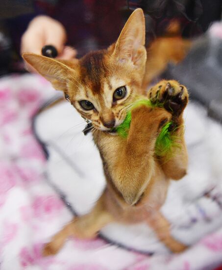 Cat-Salon-February cat show