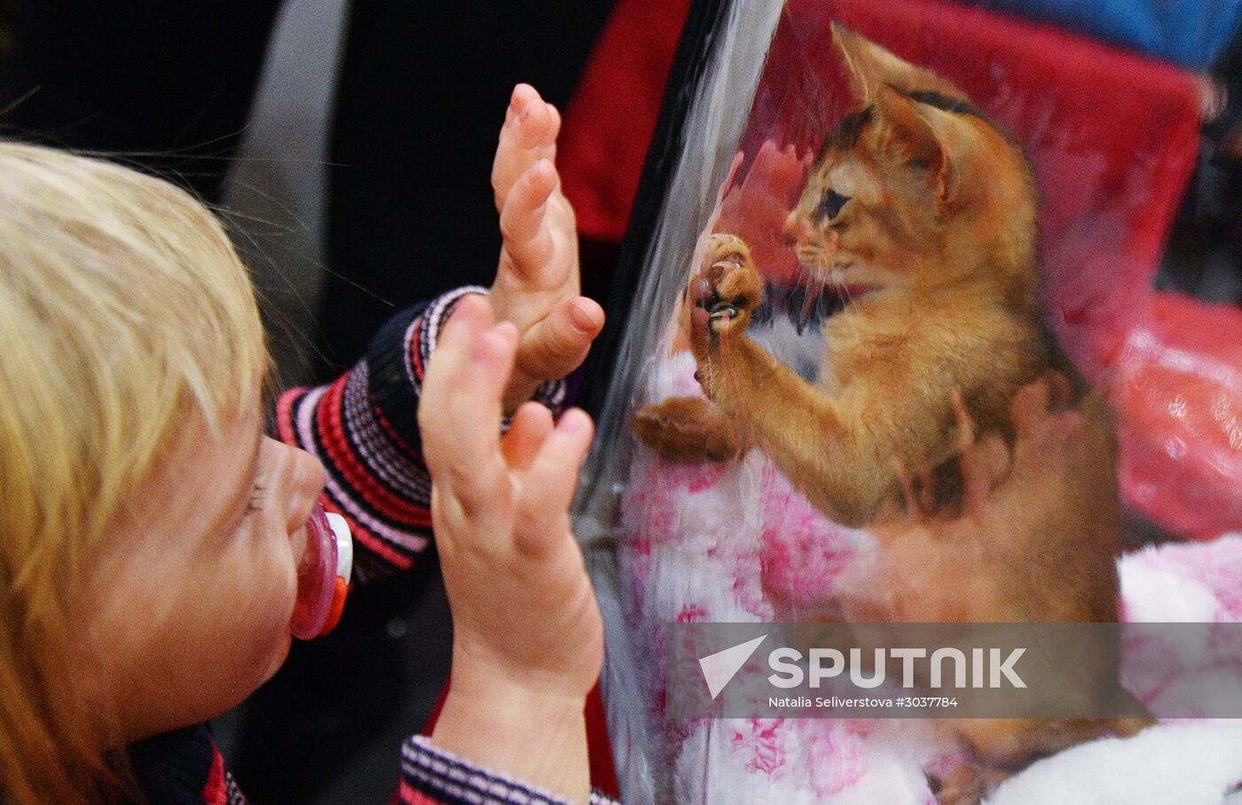 Cat-Salon-February cat show
