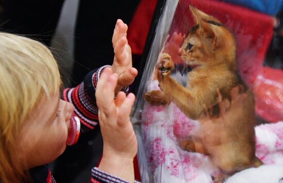Cat-Salon-February cat show