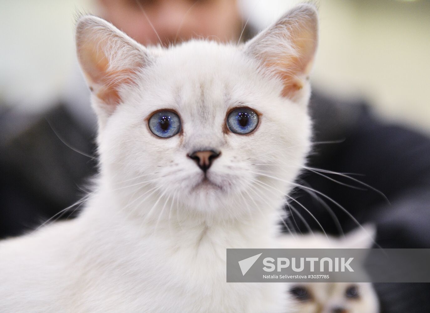 Cat-Salon-February cat show