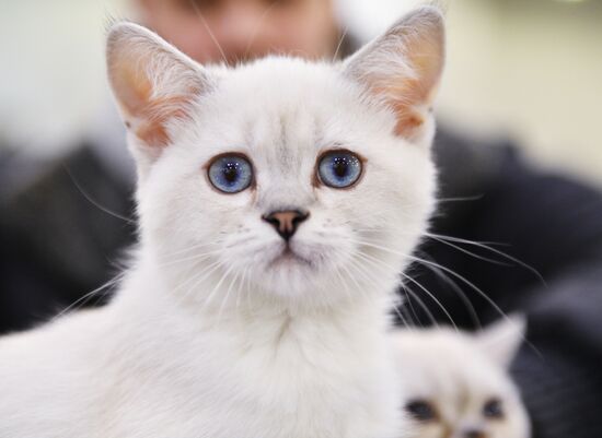 Cat-Salon-February cat show
