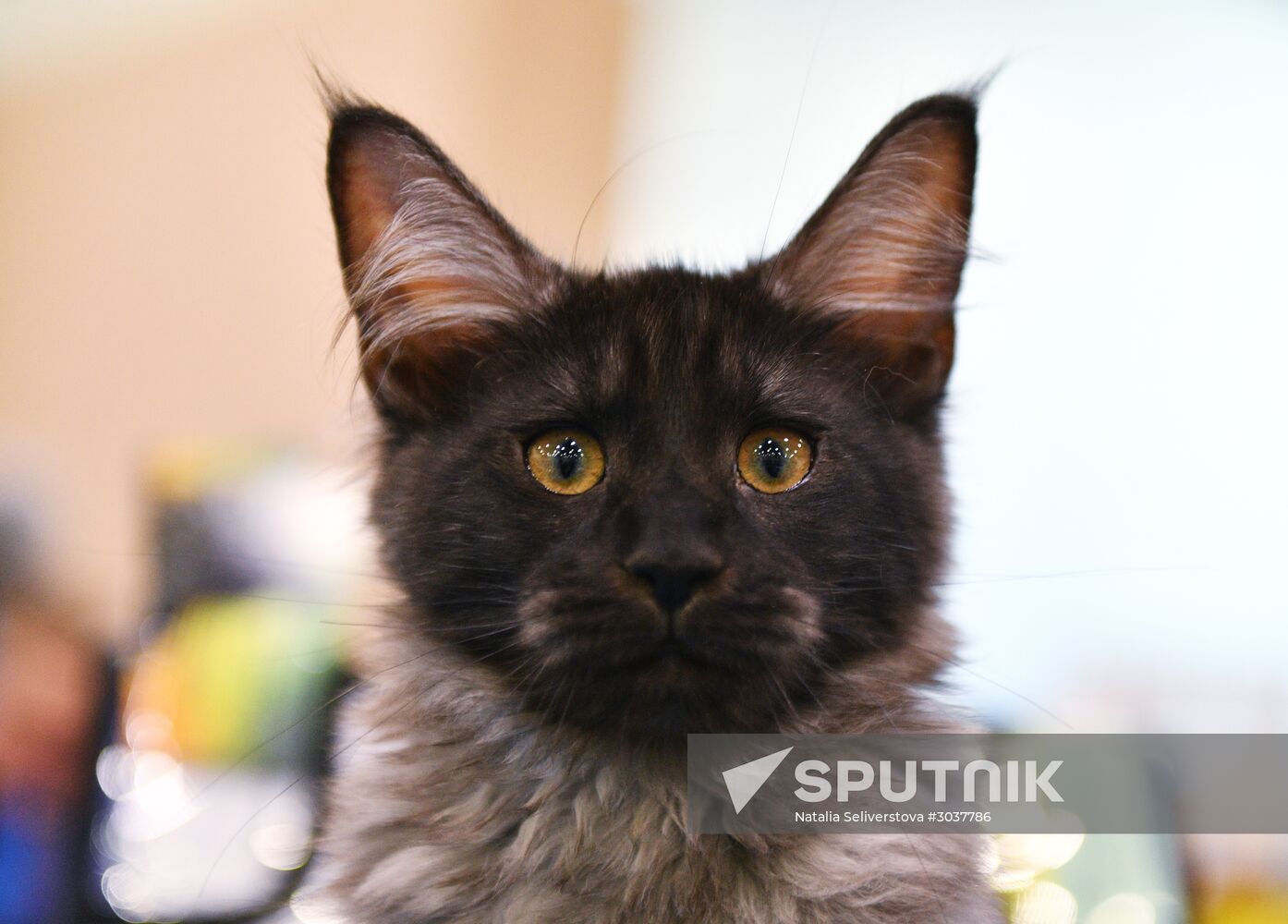 Cat-Salon-February cat show