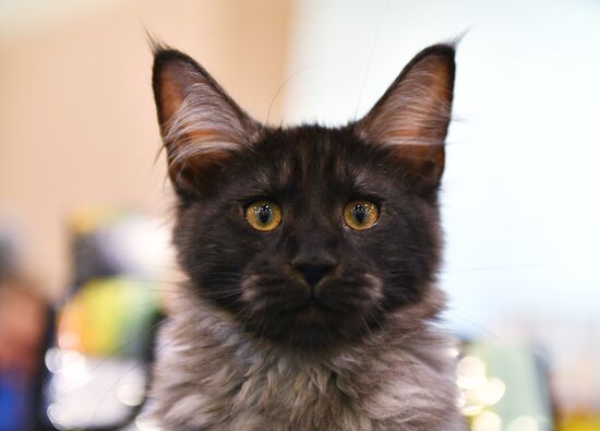 Cat-Salon-February cat show