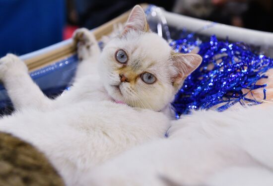 Cat-Salon-February cat show
