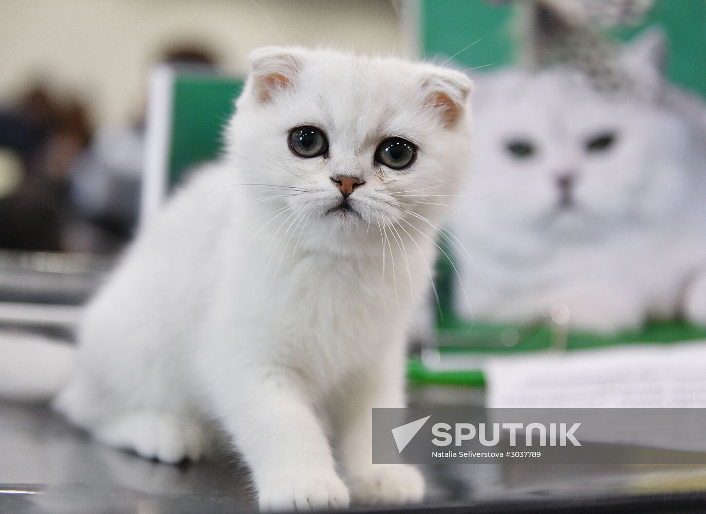 Cat-Salon-February cat show