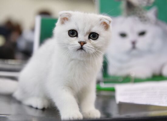Cat-Salon-February cat show