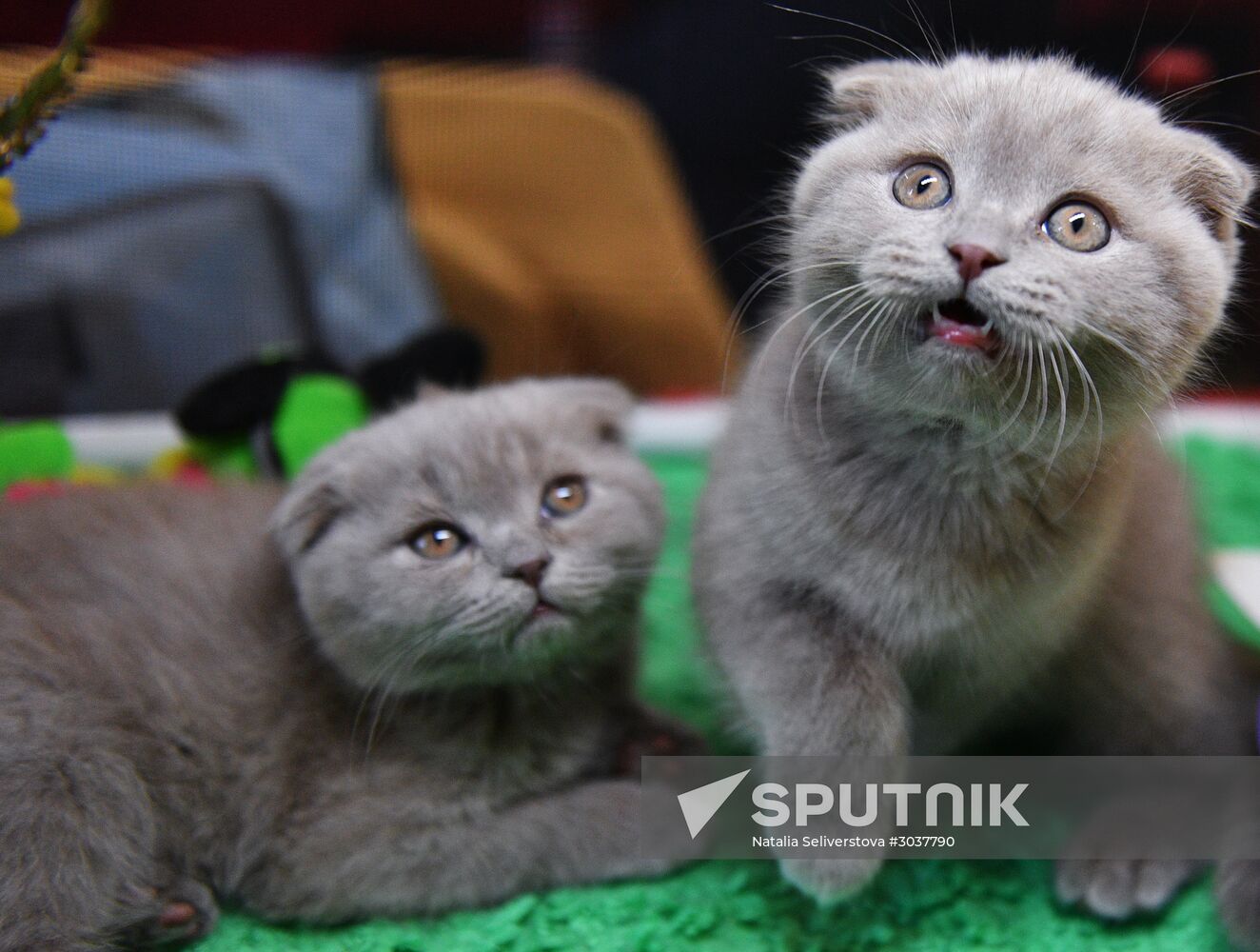 Cat-Salon-February cat show