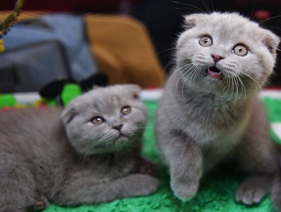 Cat-Salon-February cat show