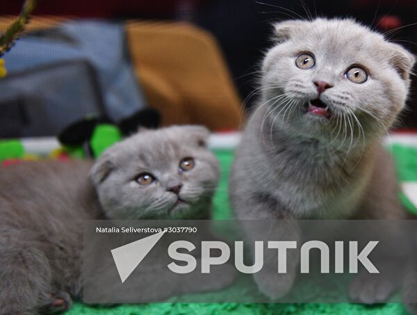 Cat-Salon-February cat show