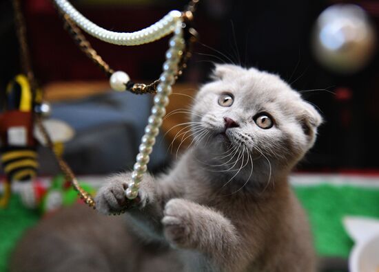 Cat-Salon-February cat show