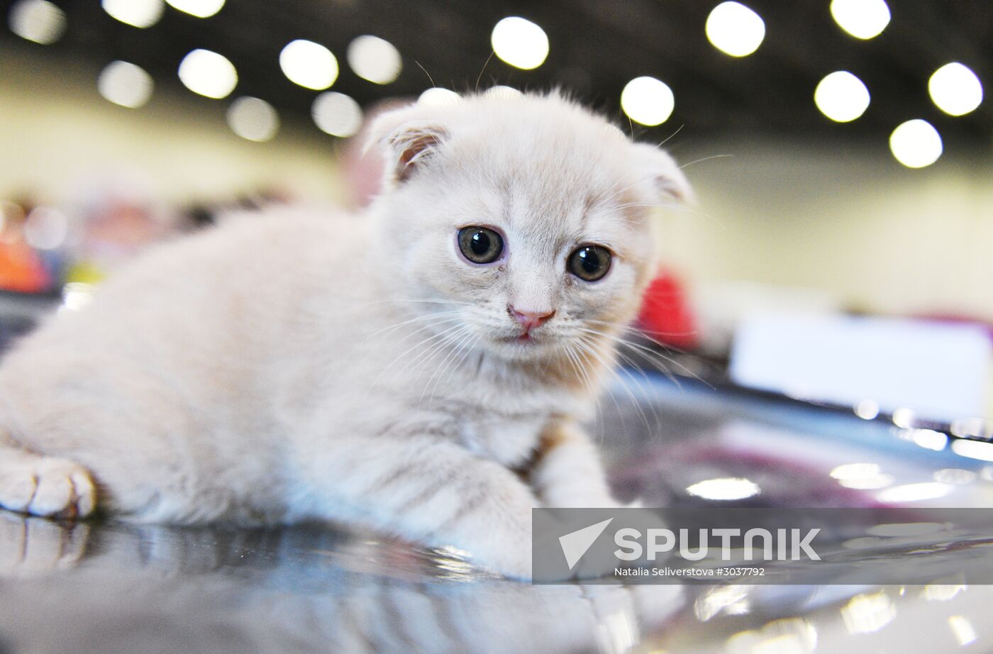 Cat-Salon-February cat show