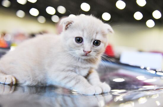 Cat-Salon-February cat show