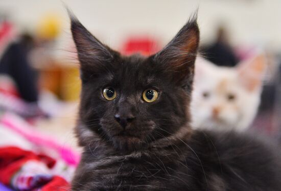 Cat-Salon-February cat show