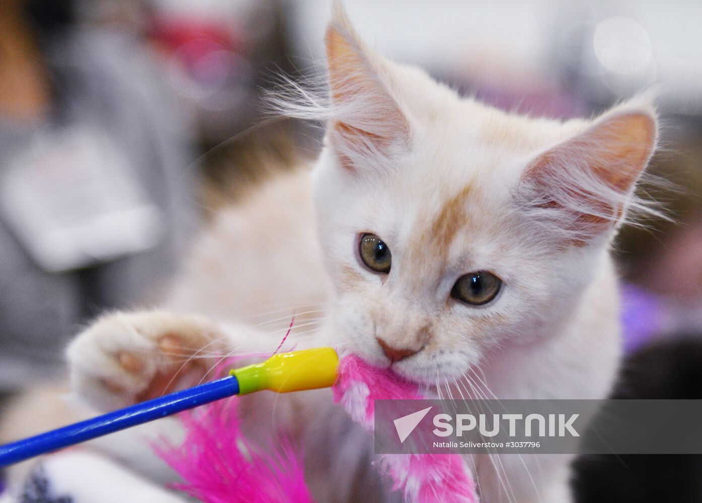 Cat-Salon-February cat show