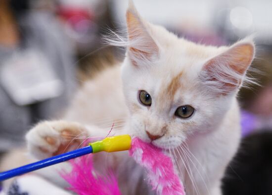 Cat-Salon-February cat show