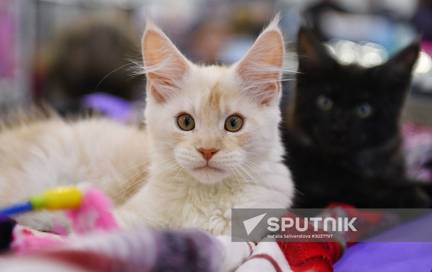 Cat-Salon-February cat show