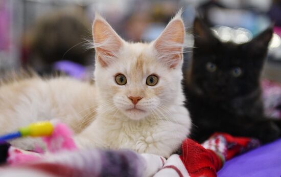 Cat-Salon-February cat show