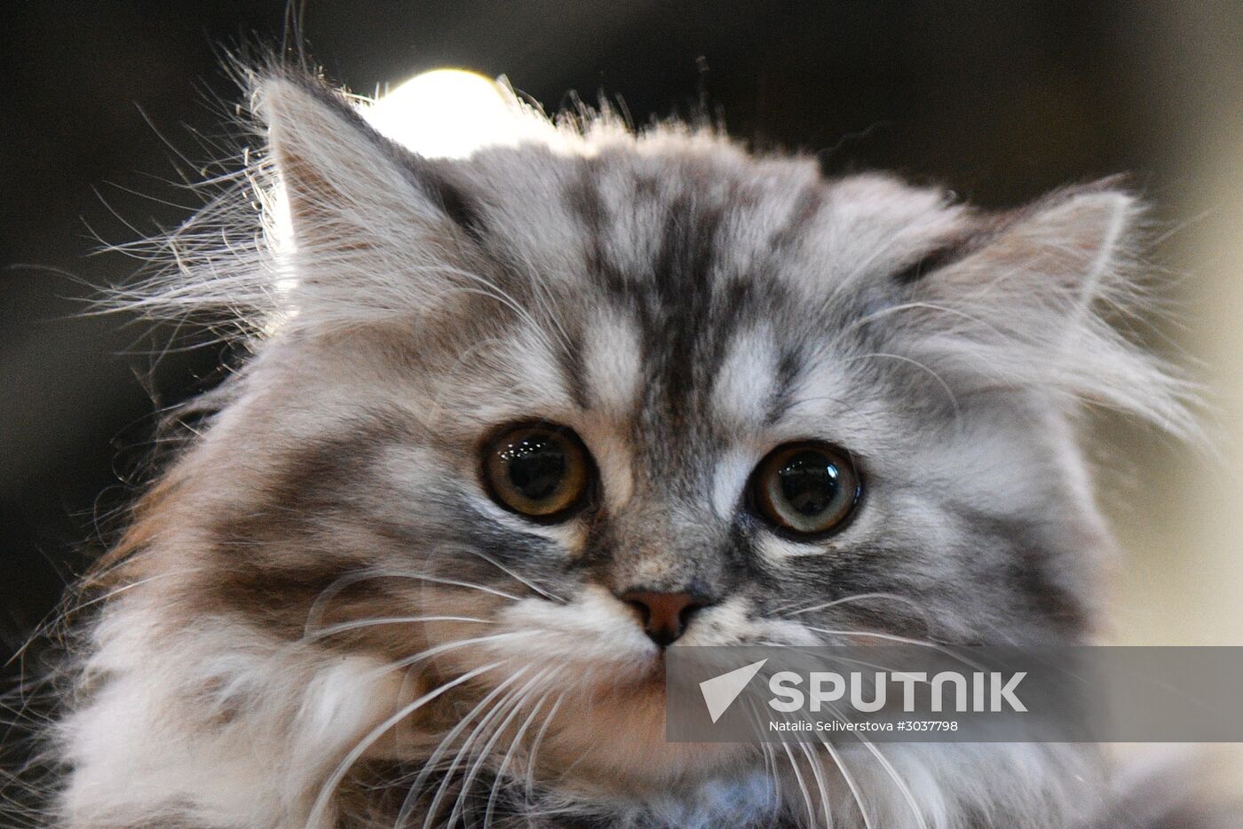 Cat-Salon-February cat show
