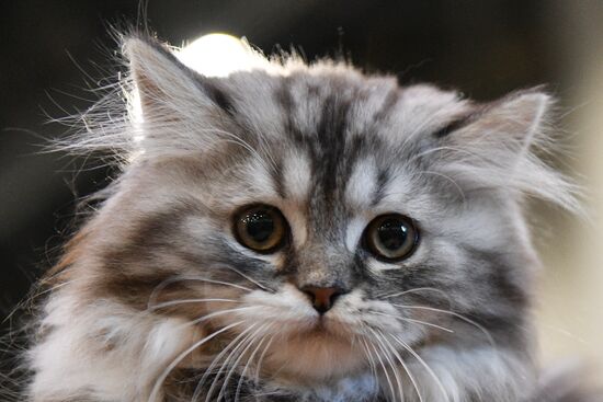 Cat-Salon-February cat show