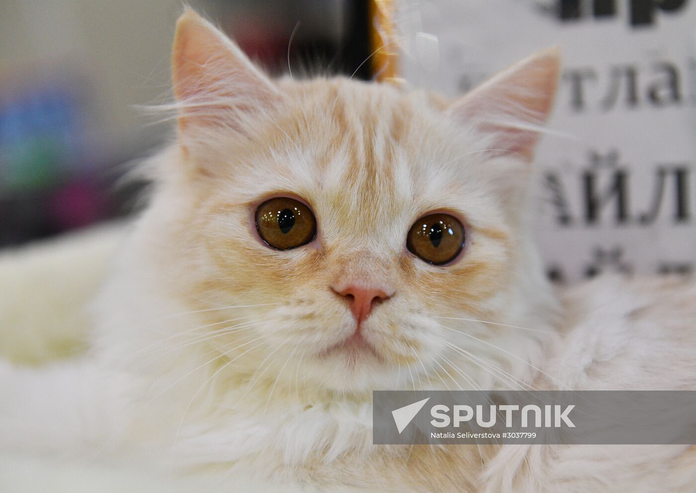 Cat-Salon-February cat show