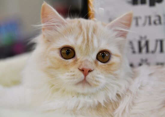 Cat-Salon-February cat show